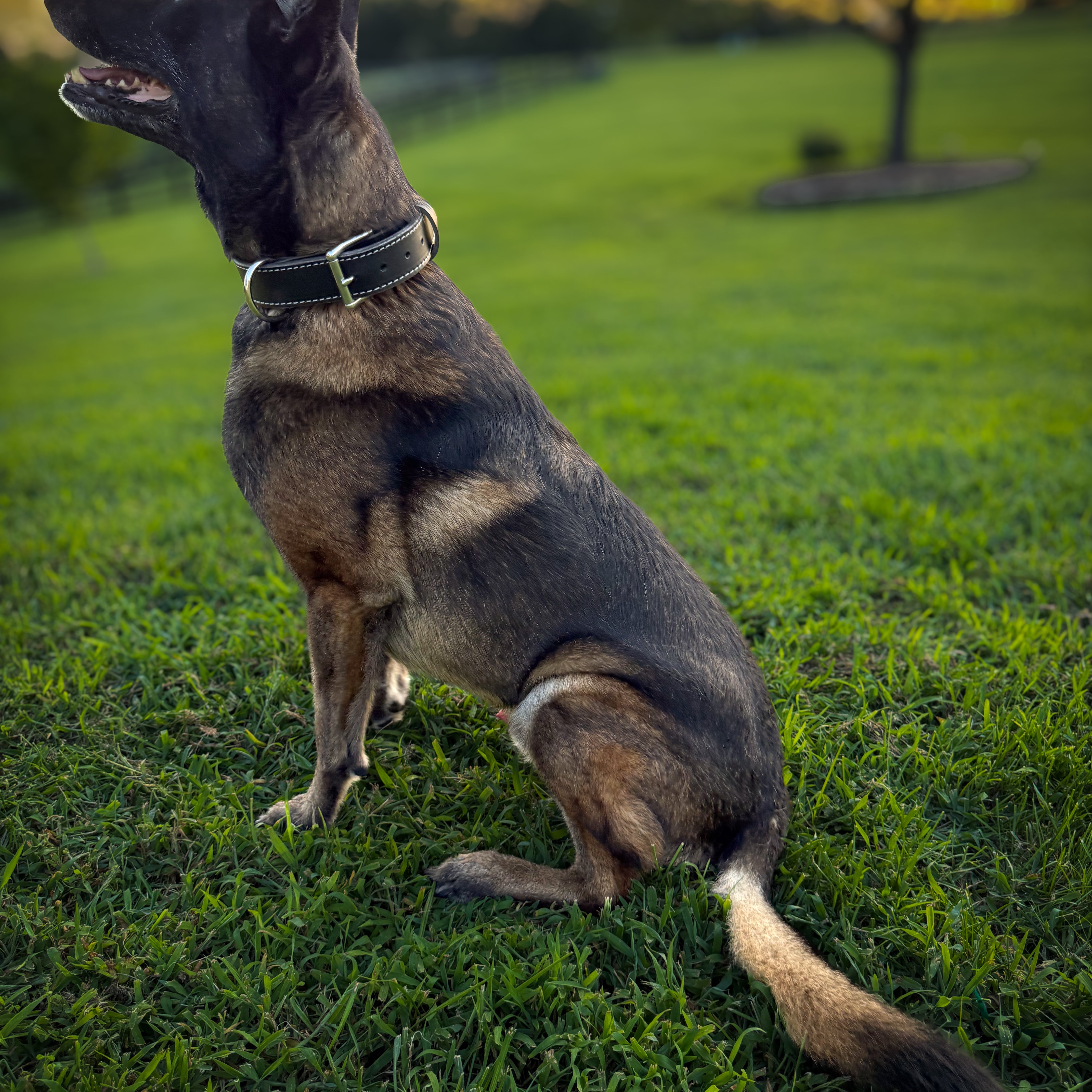 Heavy-duty 1.5-inch Hermann Oak leather working dog collar
