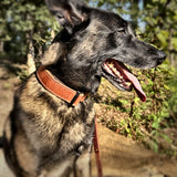 Working dog wearing the leather COBRA collar outdoors